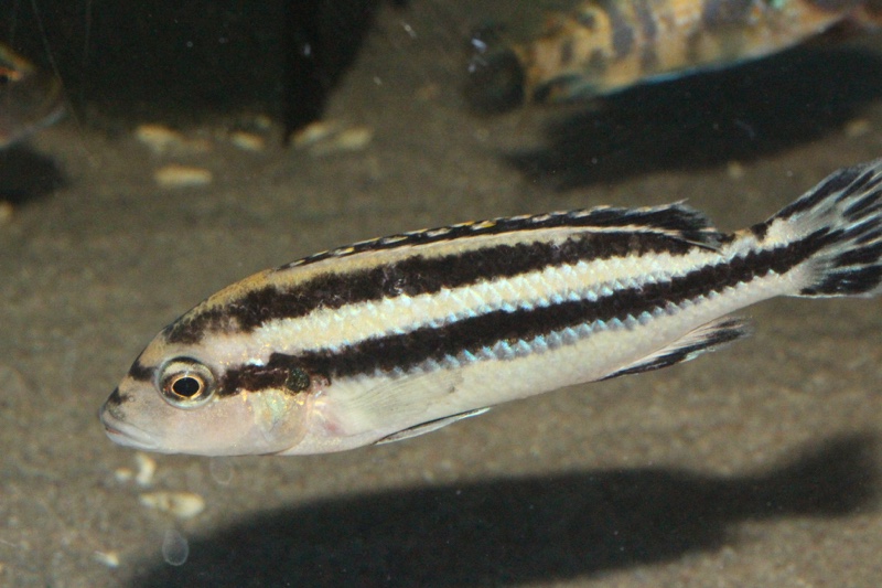 Melanochromis loriae 'Likoma Island'